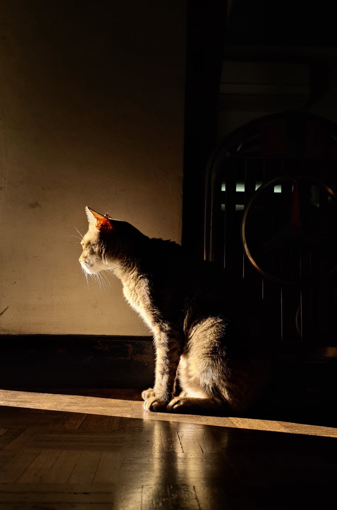 Mobile Photography Share Jason Magbanua featuring his beloved cat Nas Catbanua